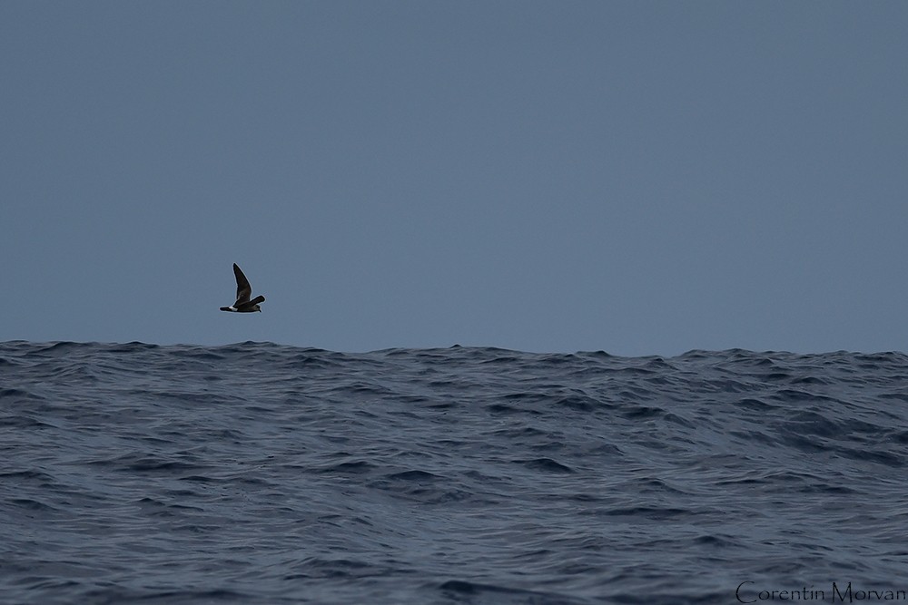 Band-rumped Storm-Petrel - ML391638201