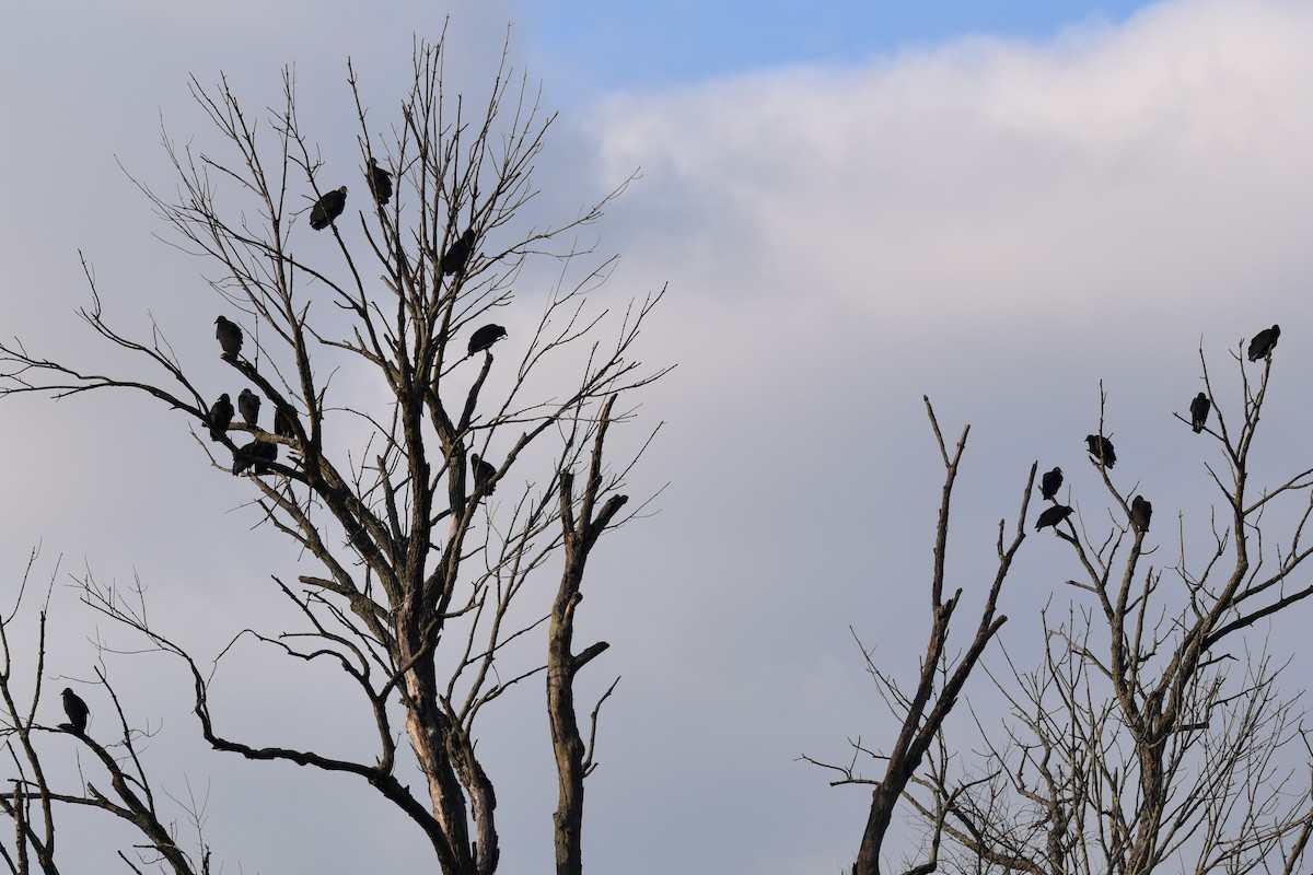 Black Vulture - irina shulgina