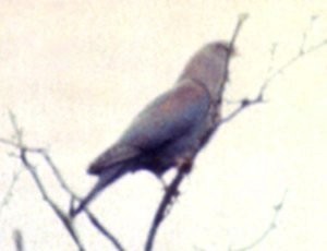 Pigeon à bec rouge - ML39163971
