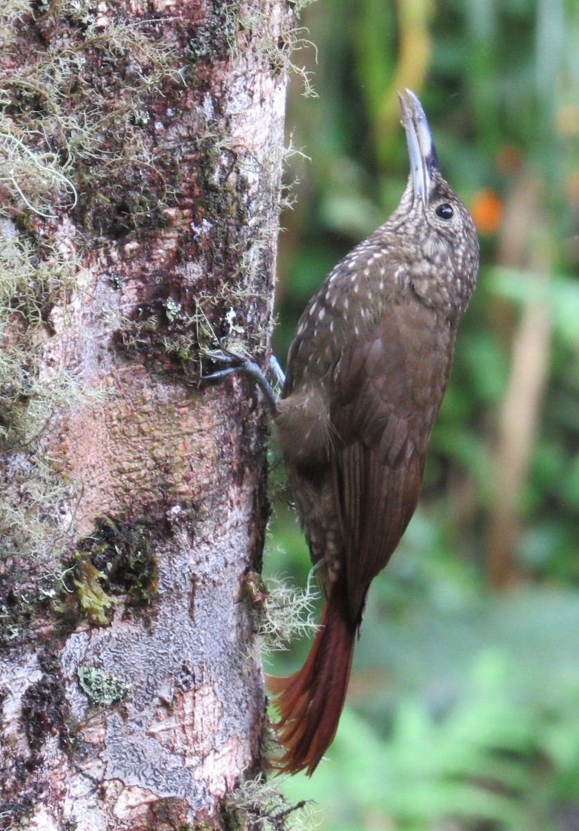 Olive-backed Woodcreeper - Julie  Michael