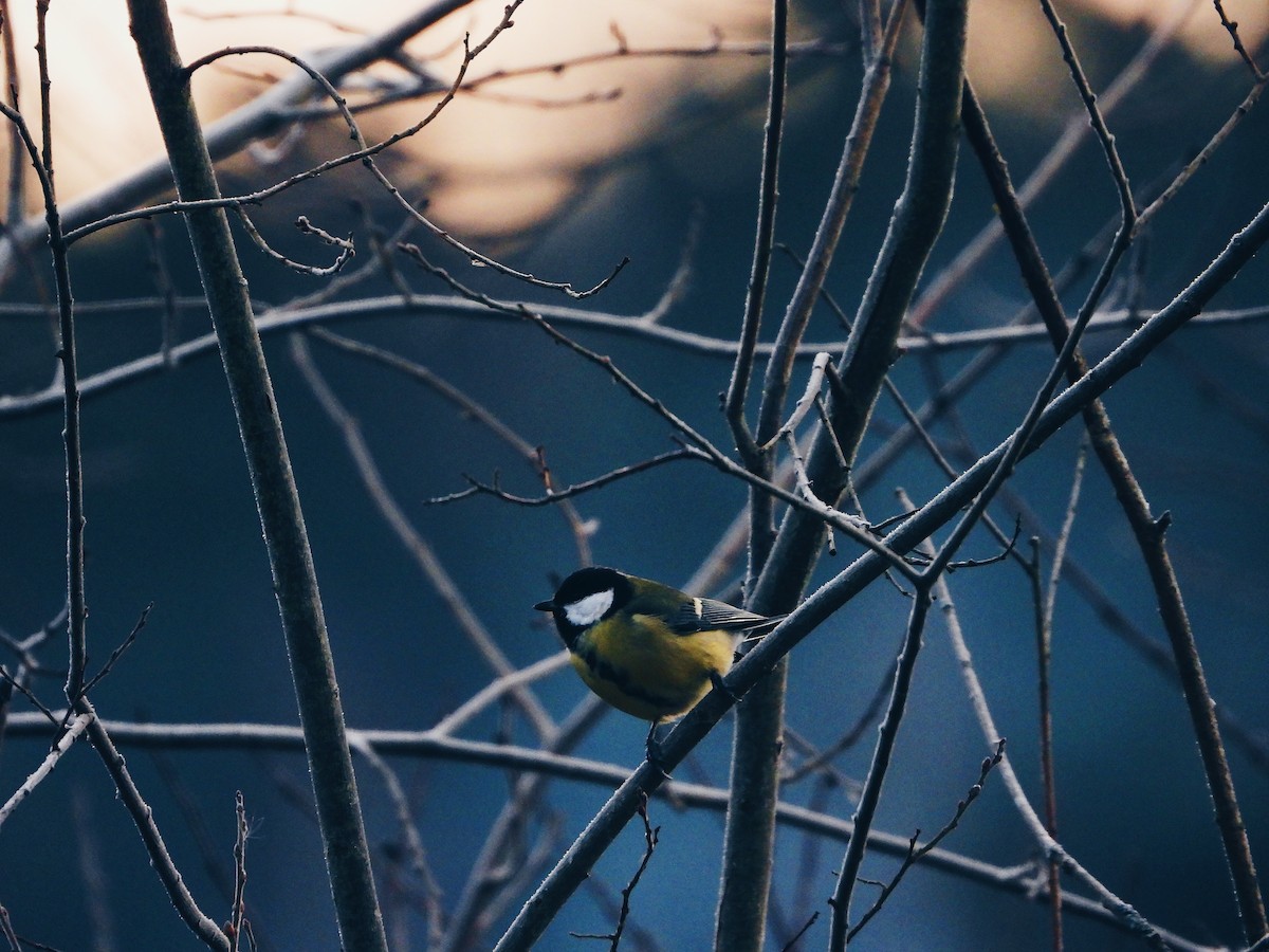 Mésange charbonnière - ML391640091