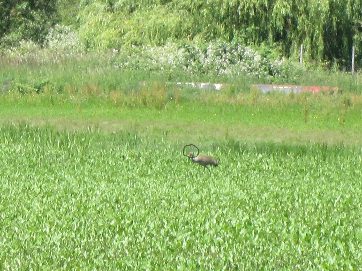 Sandhill Crane - ML391640671