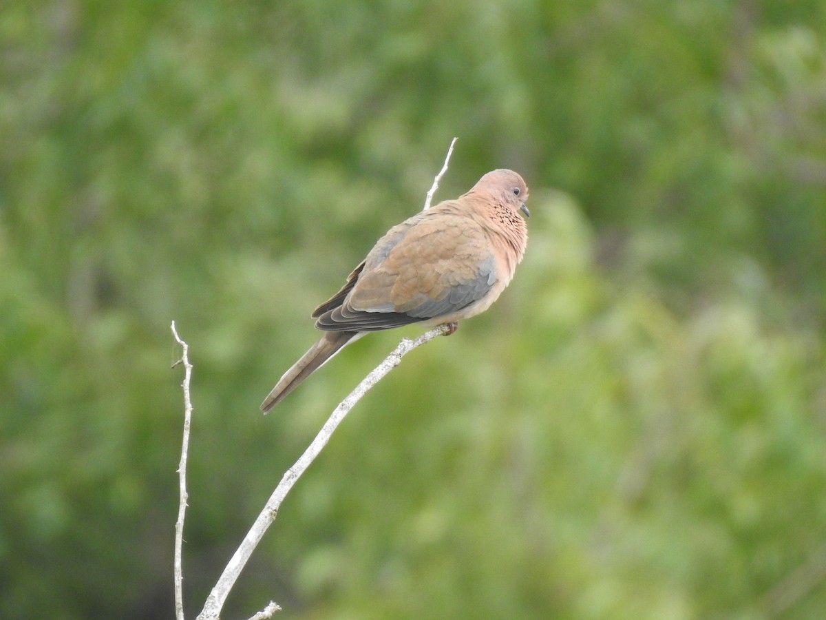 Laughing Dove - ML391641421