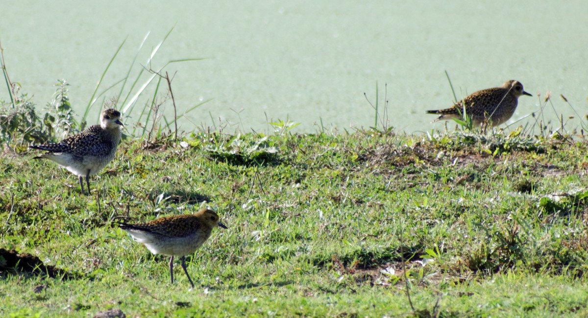 Pacific Golden-Plover - Mohammad Arif khan