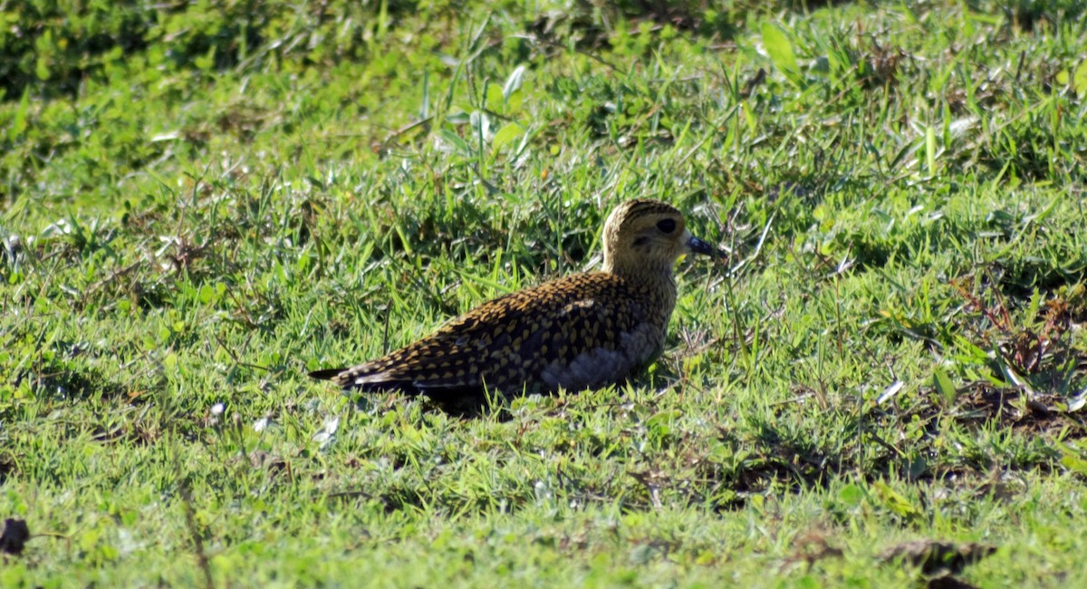 Pacific Golden-Plover - Mohammad Arif khan