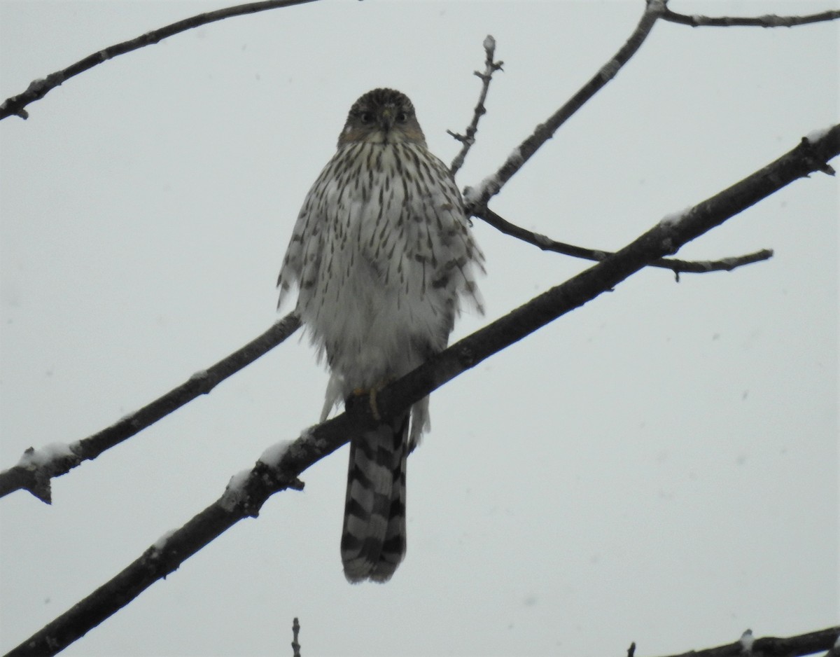 Sharp-shinned/Cooper's Hawk - Bruce Hoover