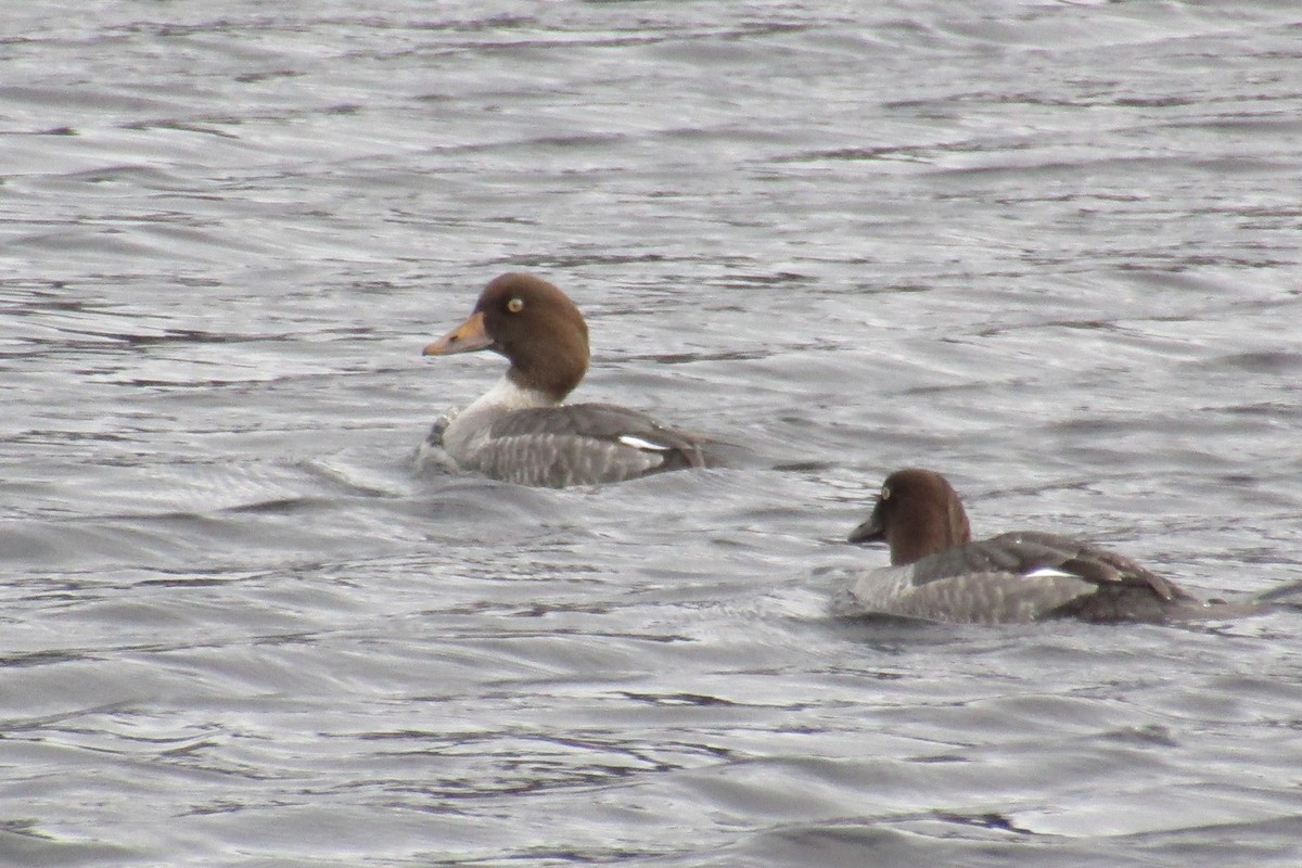 Common Goldeneye - ML391645031