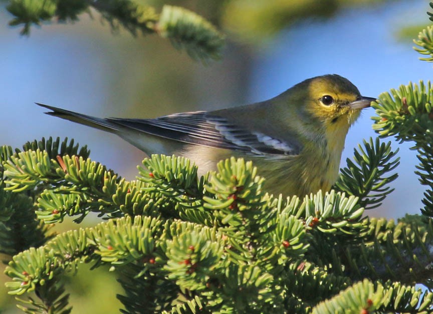 Pine Warbler - ML39164541