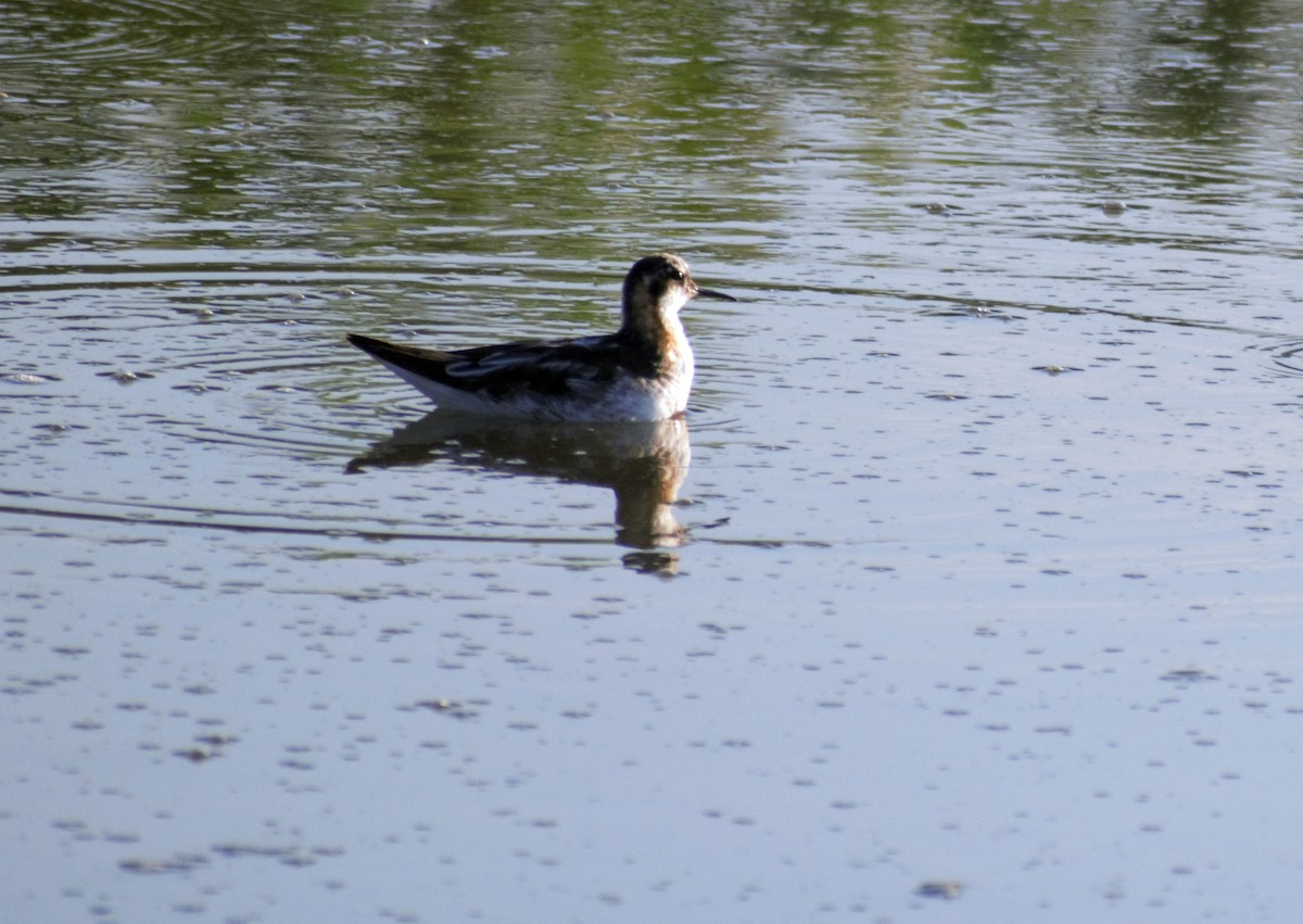 Red-necked Phalarope - ML391646451