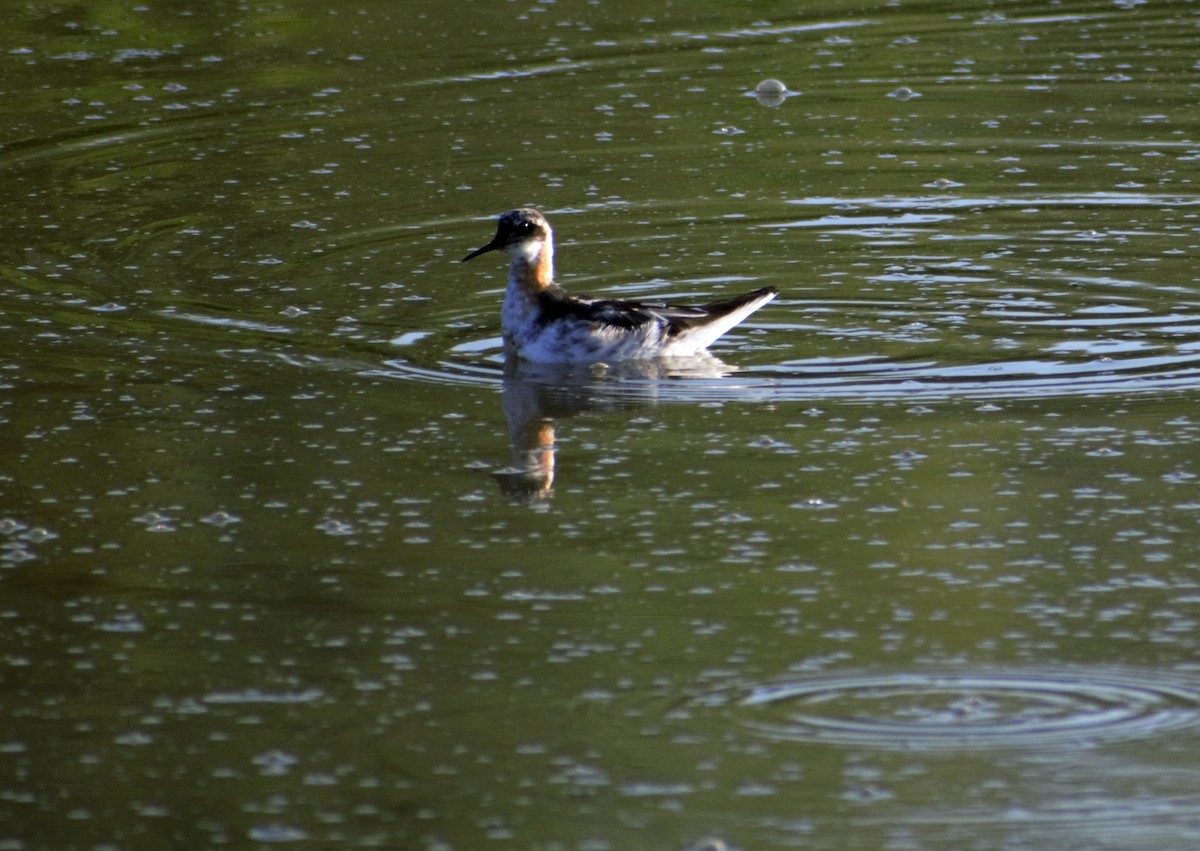 Red-necked Phalarope - ML391646481