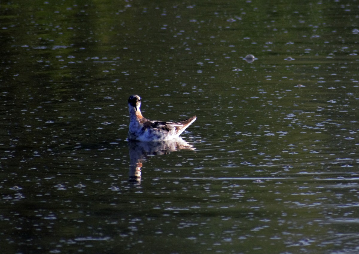 Red-necked Phalarope - ML391646491