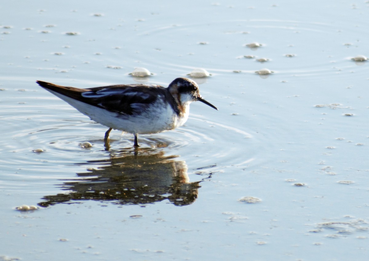 Red-necked Phalarope - ML391646551