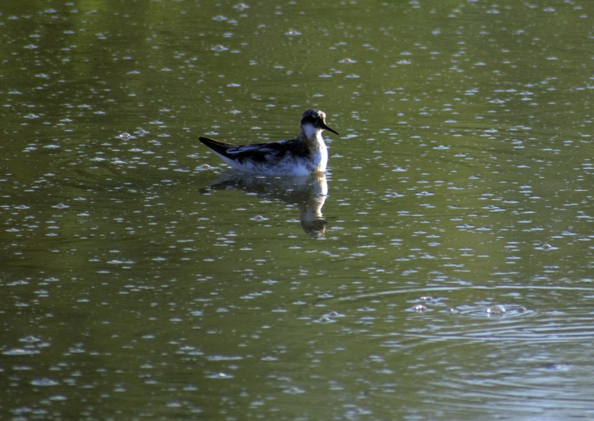 Red-necked Phalarope - ML391646581