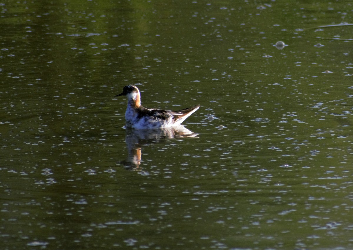 Red-necked Phalarope - ML391646591