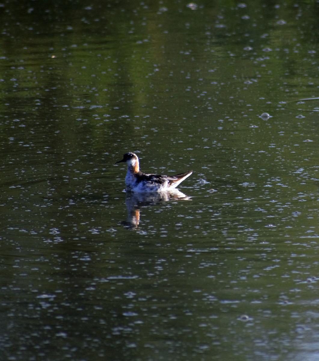 Red-necked Phalarope - ML391646621