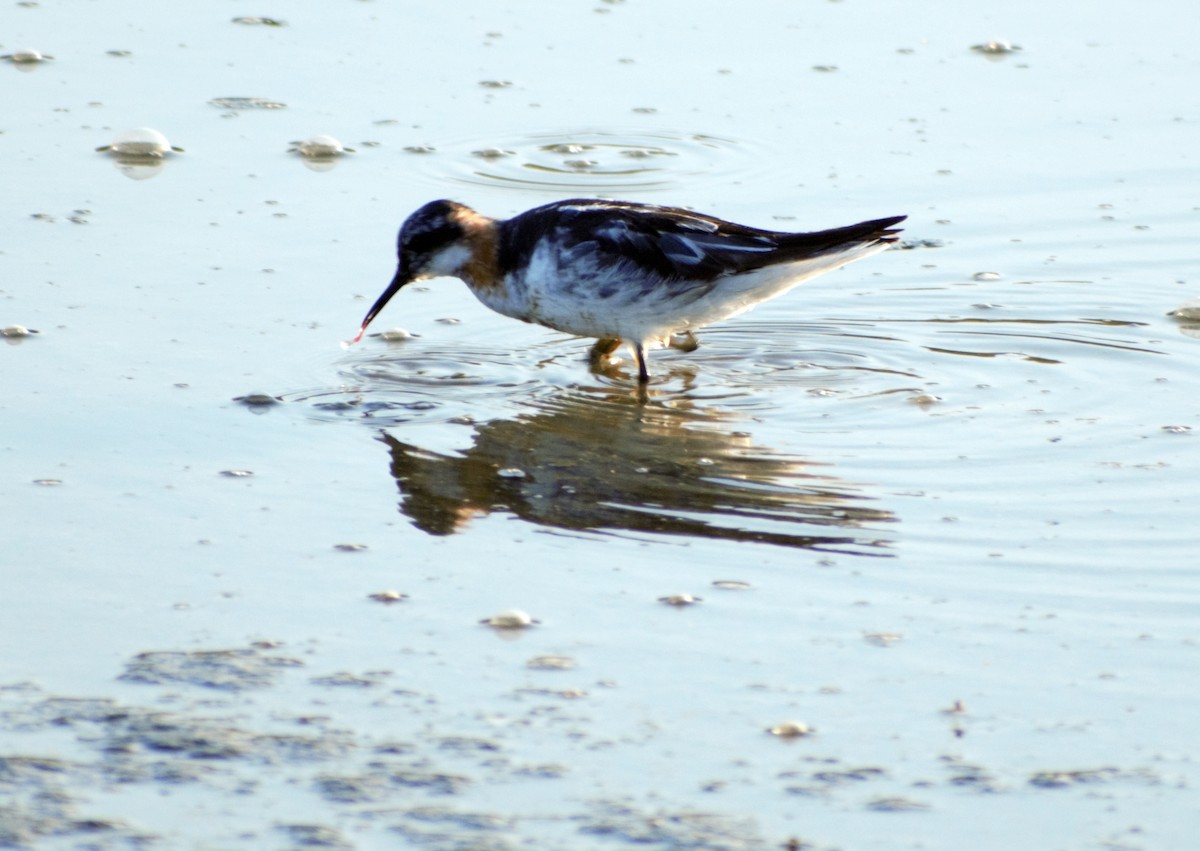 Red-necked Phalarope - ML391646651