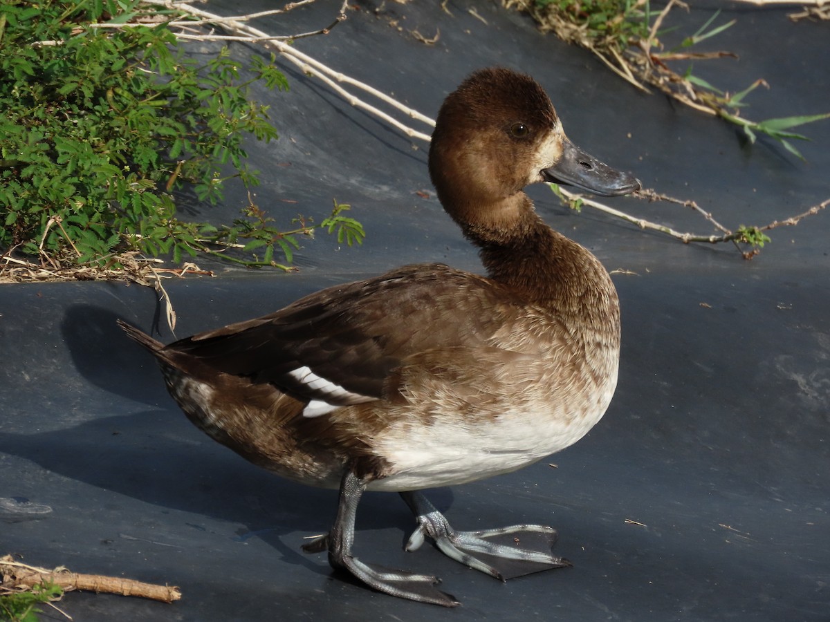 Lesser Scaup - robert wellens