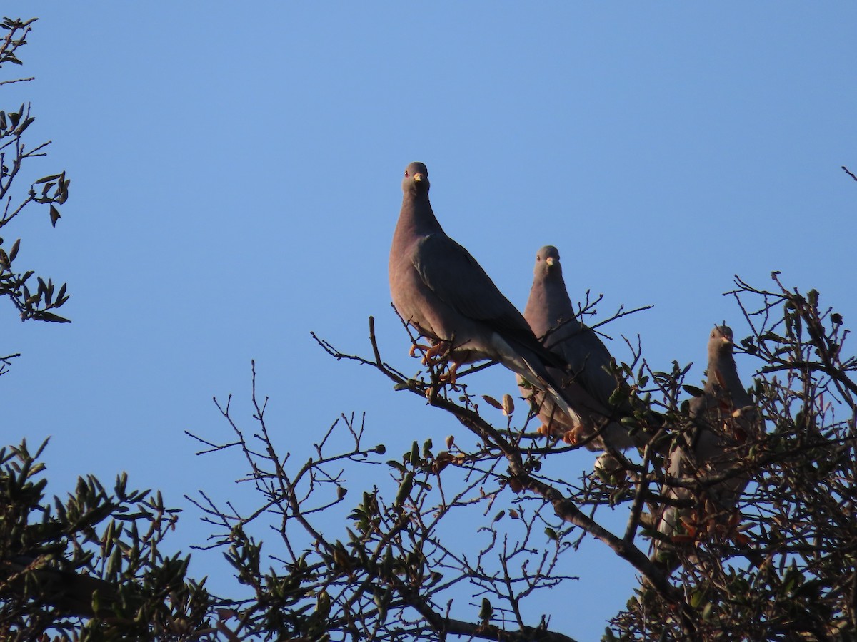 Band-tailed Pigeon - ML391647421
