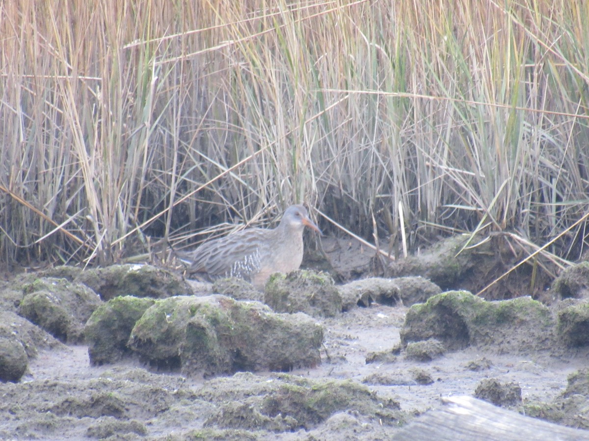 Clapper Rail - John Coyle