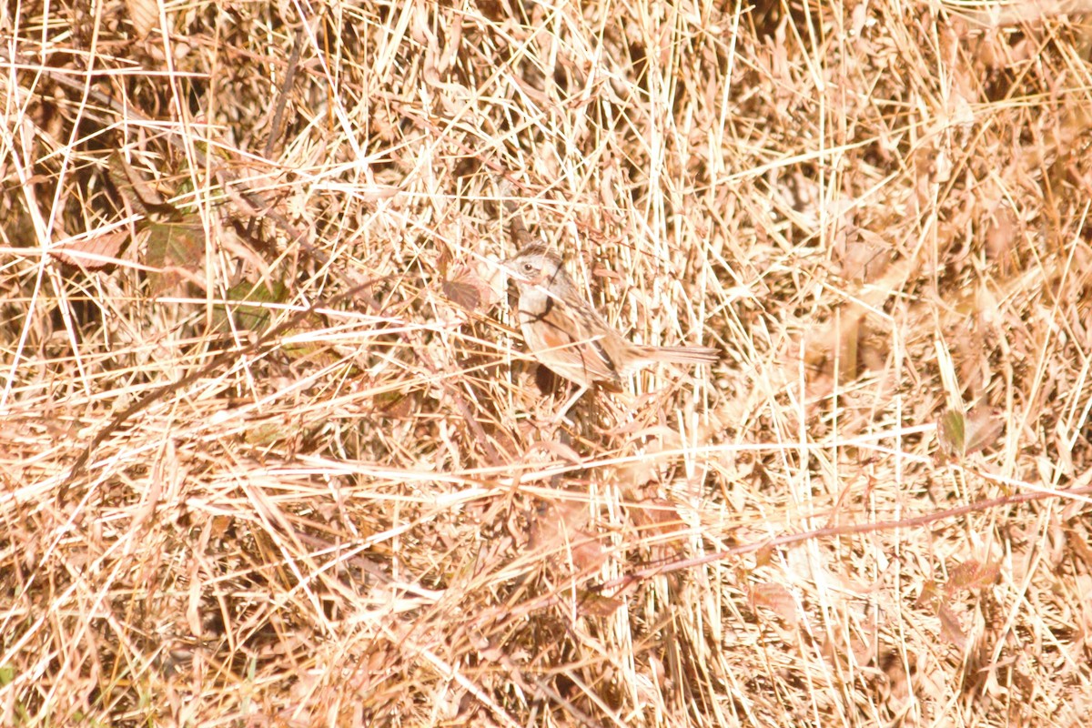 Swamp Sparrow - ML391649281