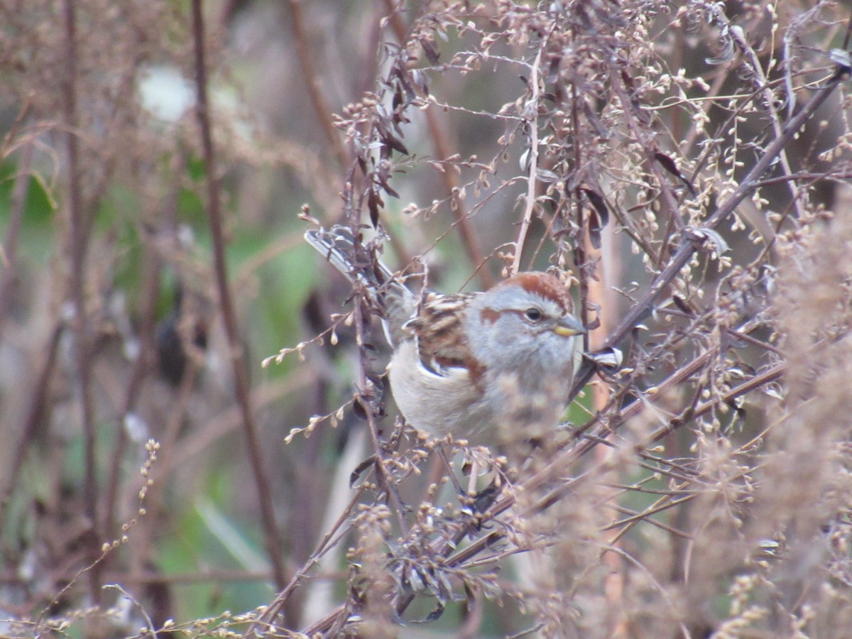 American Tree Sparrow - ML391649511