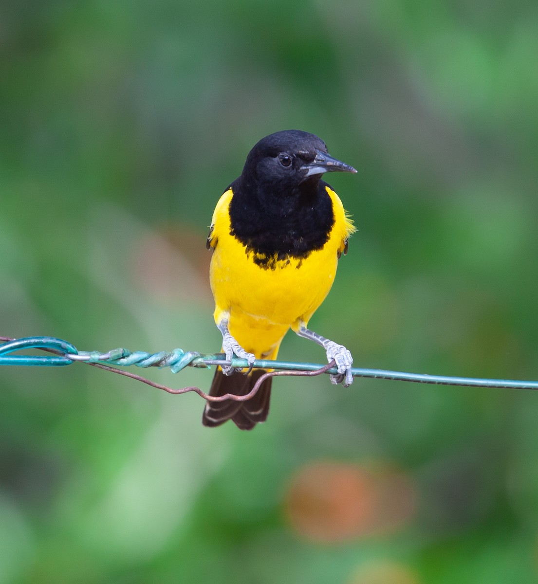 Scott's Oriole - ML391649851