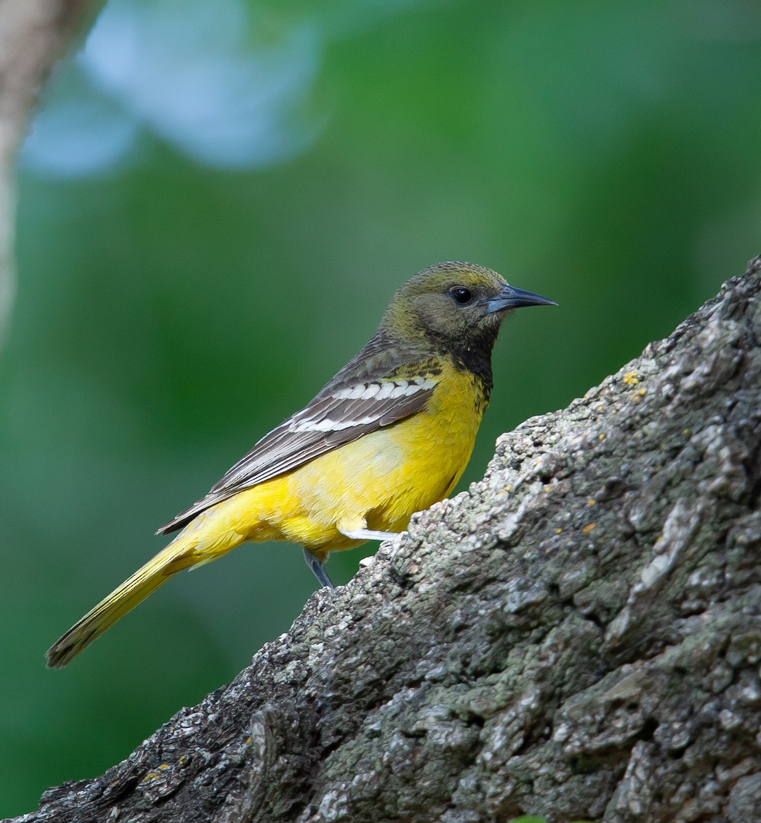 Scott's Oriole - ML391649861