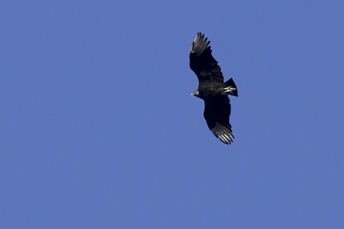 Black Vulture - Ron Grimes