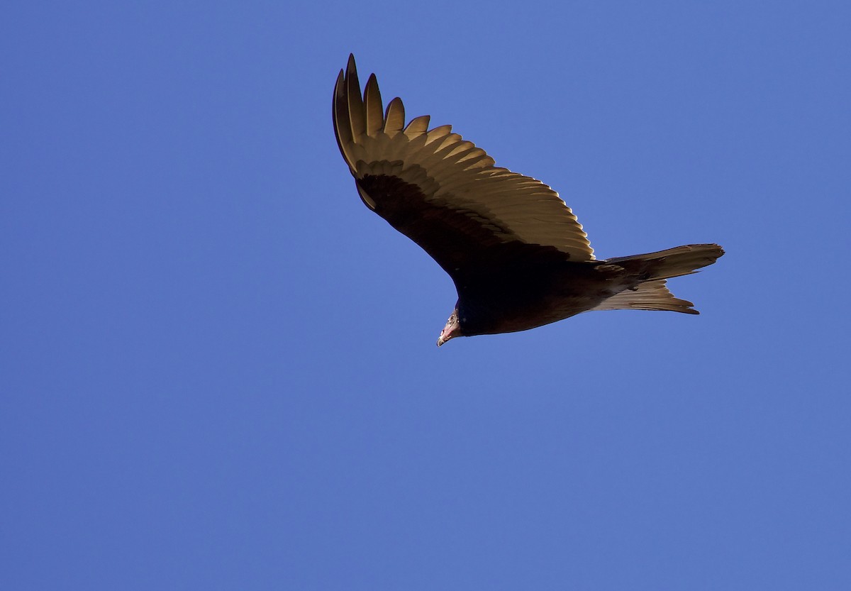 Turkey Vulture - ML391650181