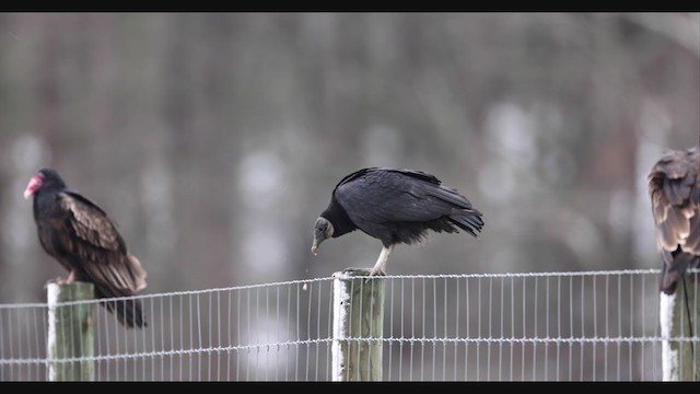 Black Vulture - ML391651001