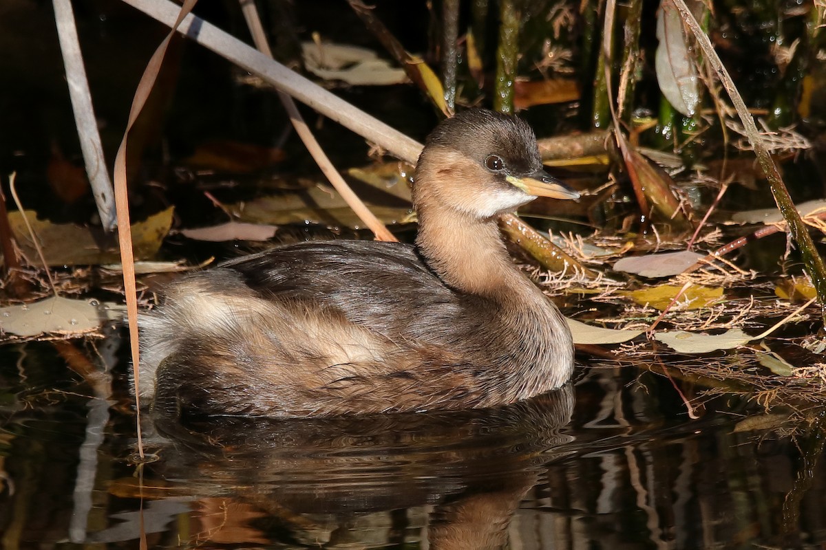 Little Grebe - ML391651221