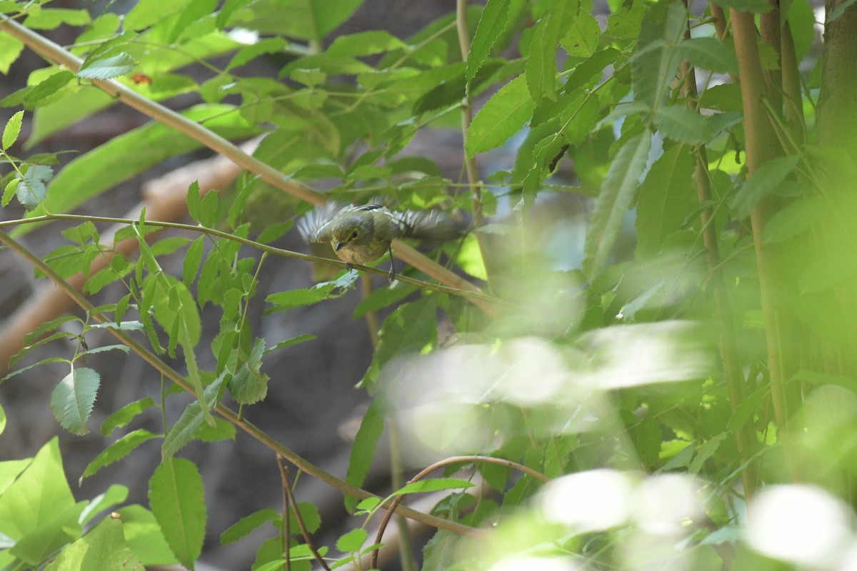 White-eyed Vireo - ML391651341