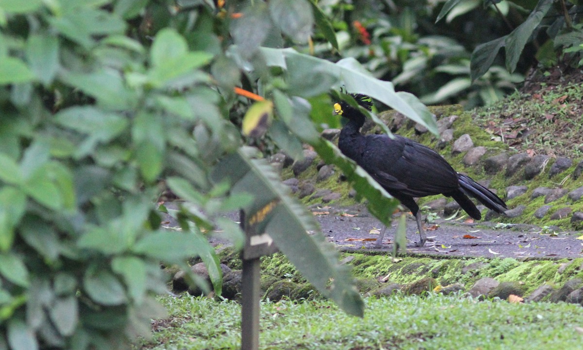 Great Curassow - Sean Fitzgerald