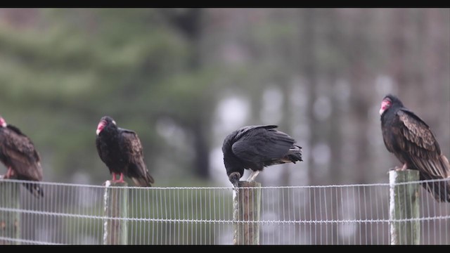 Black Vulture - ML391652041