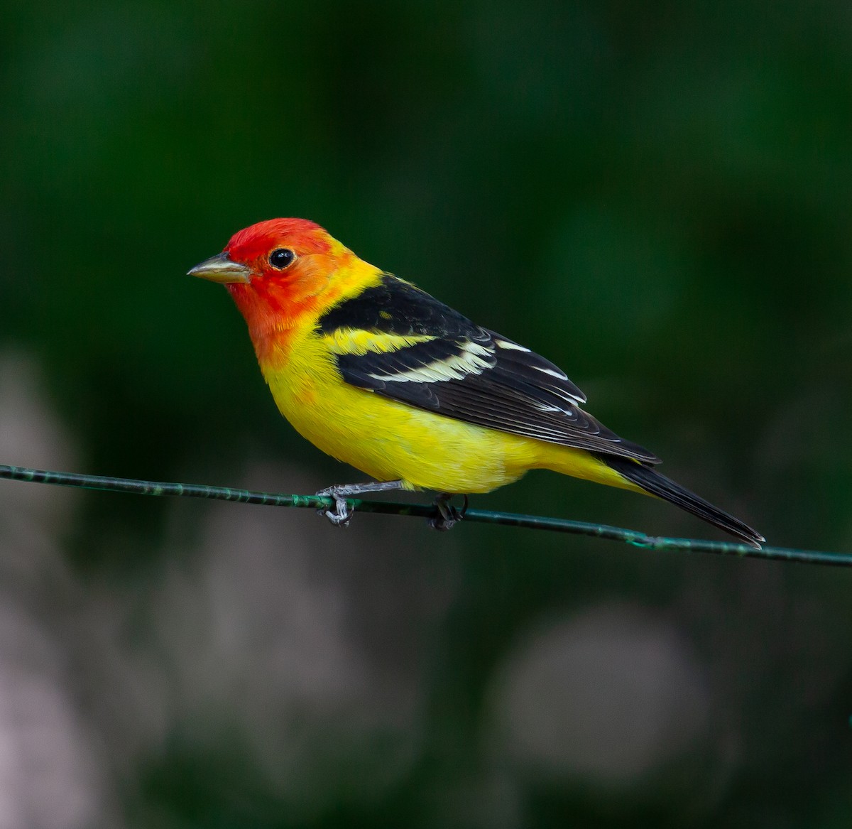 Western Tanager - ML391652521