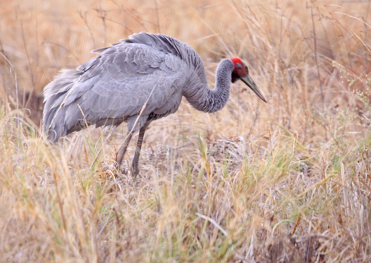 Grulla Brolga - ML391653381