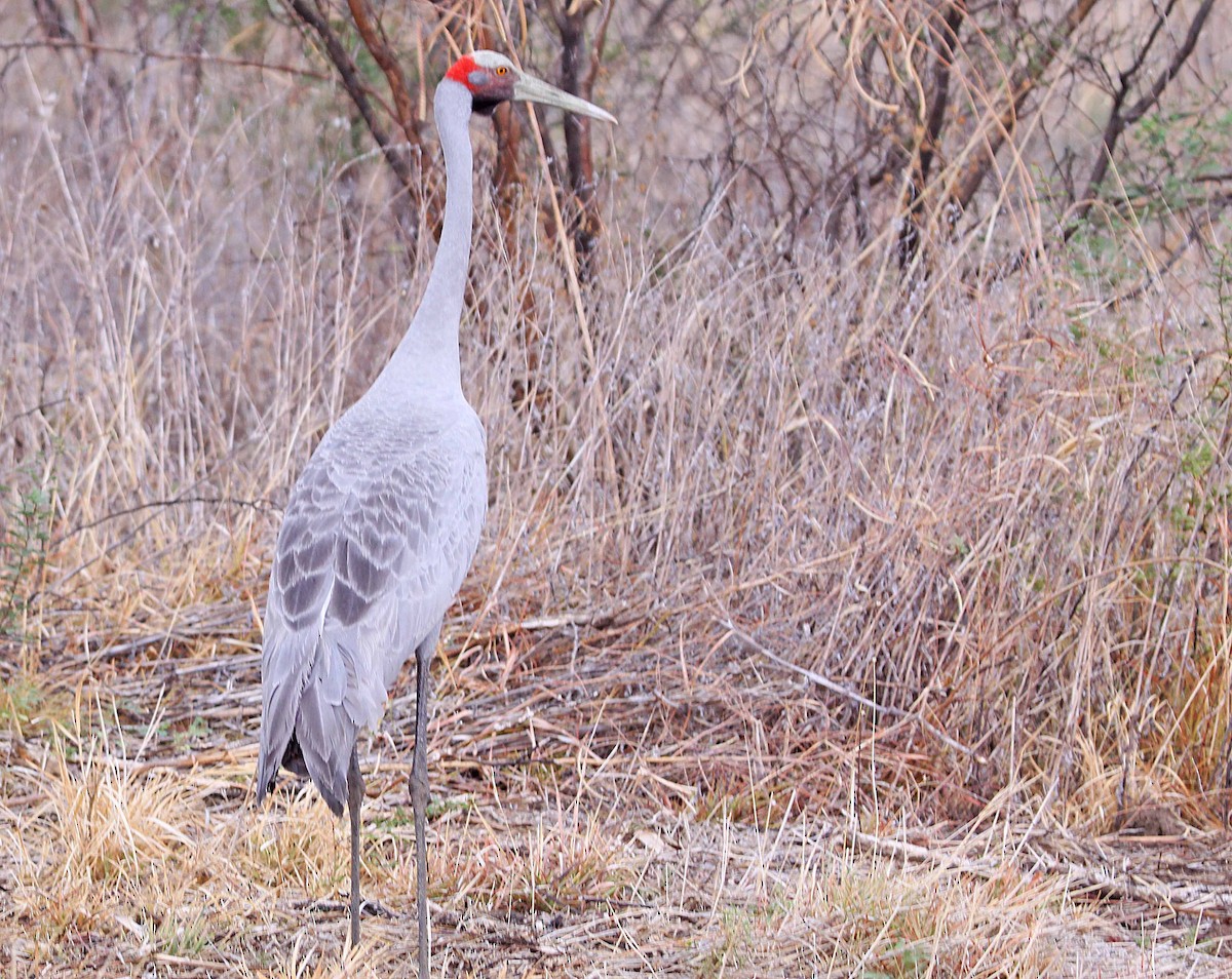 Brolga Turnası - ML391653391