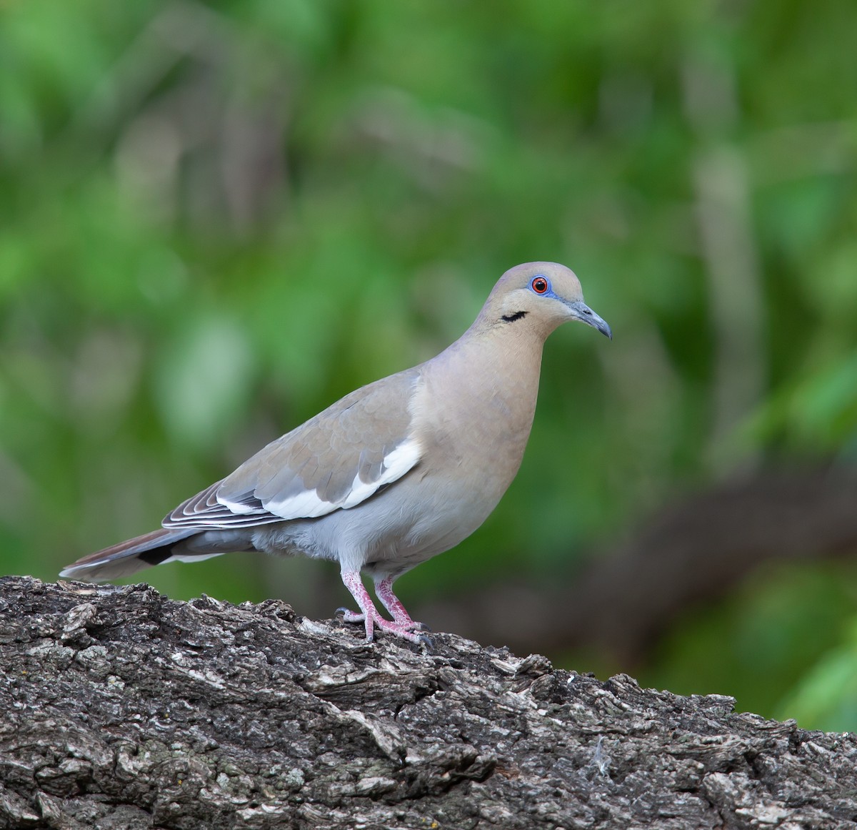 White-winged Dove - ML391653661
