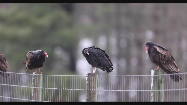Black Vulture - ML391655011