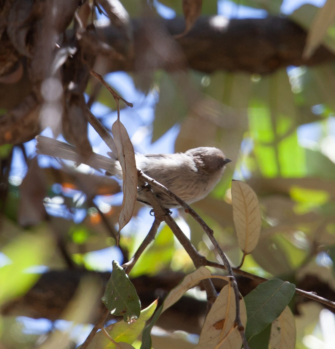 Bushtit - ML391655921