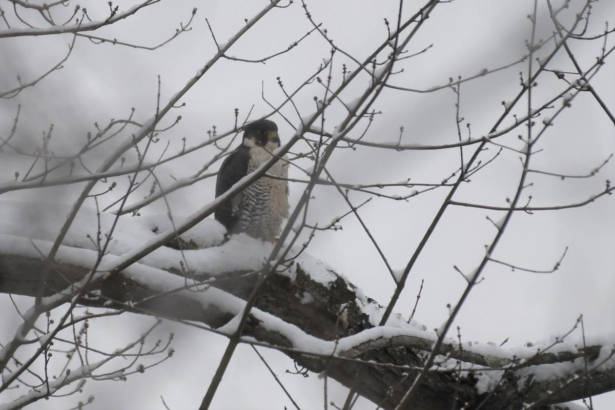 Peregrine Falcon - Carol Hildebrand