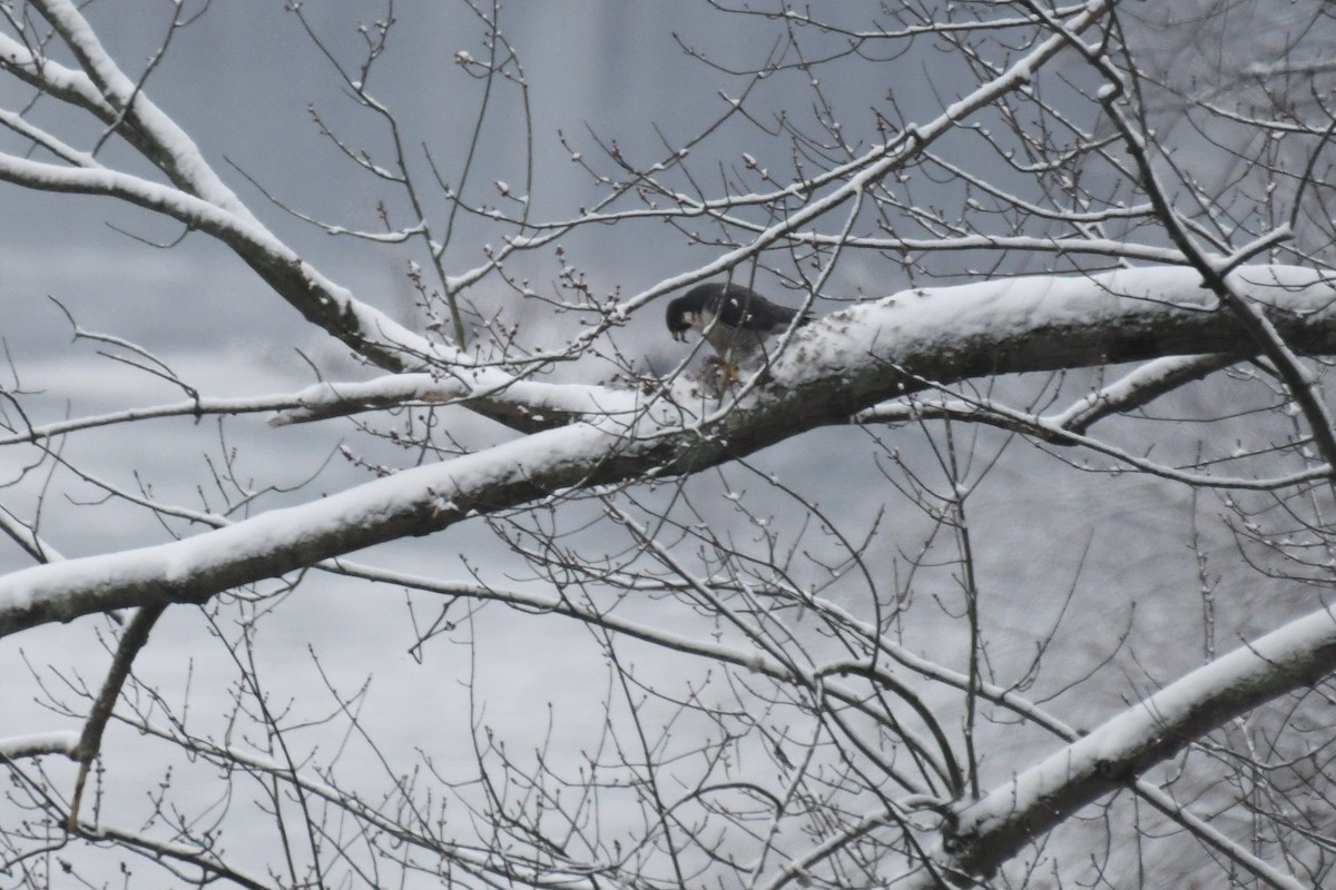 Peregrine Falcon - Carol Hildebrand