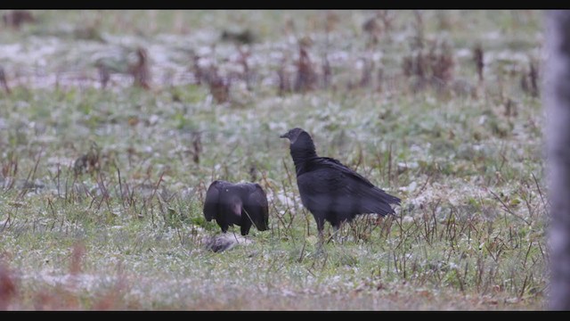 Black Vulture - ML391656511