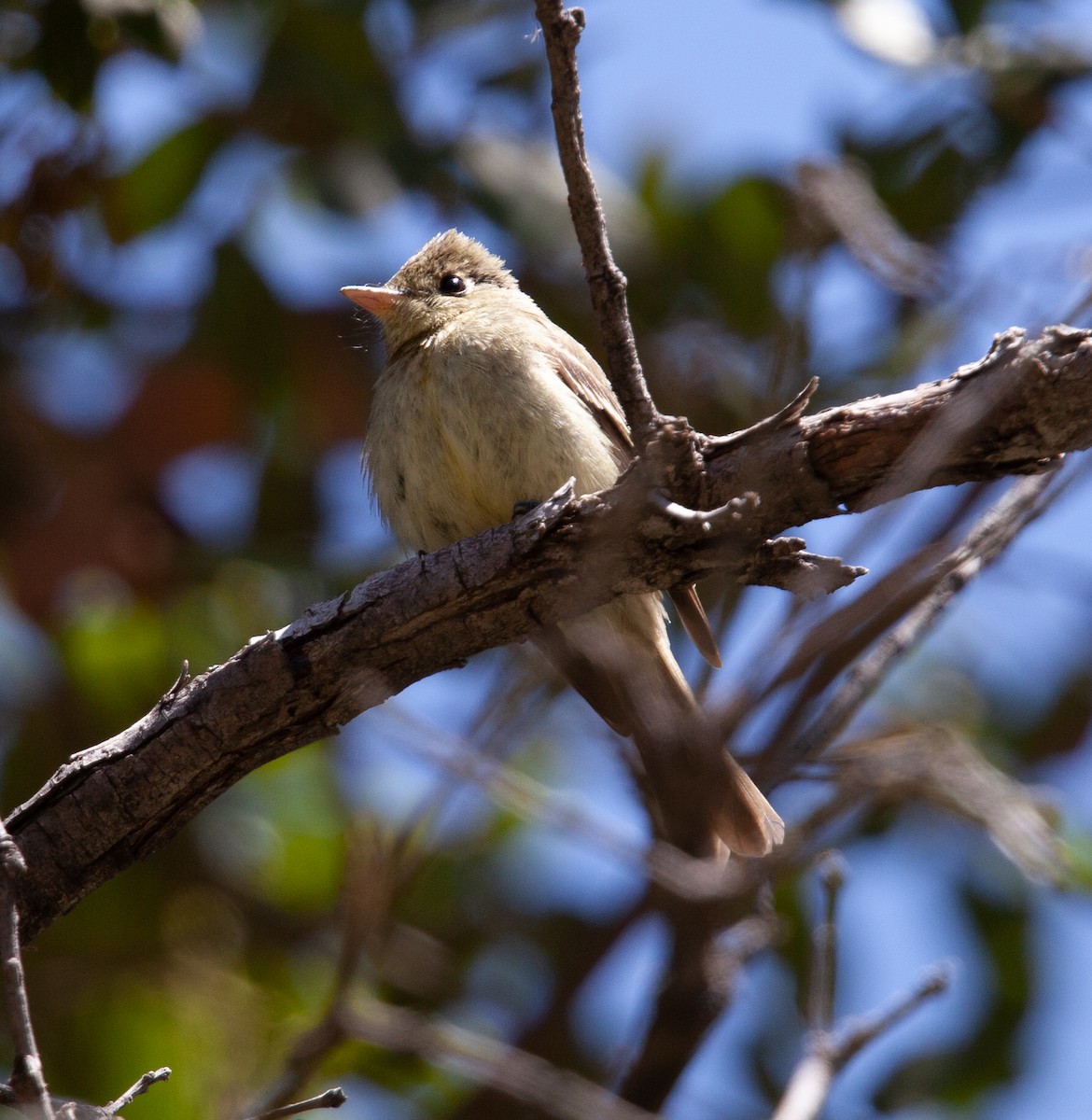 Western Flycatcher (Cordilleran) - ML391656791