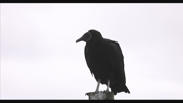 Black Vulture - ML391659431