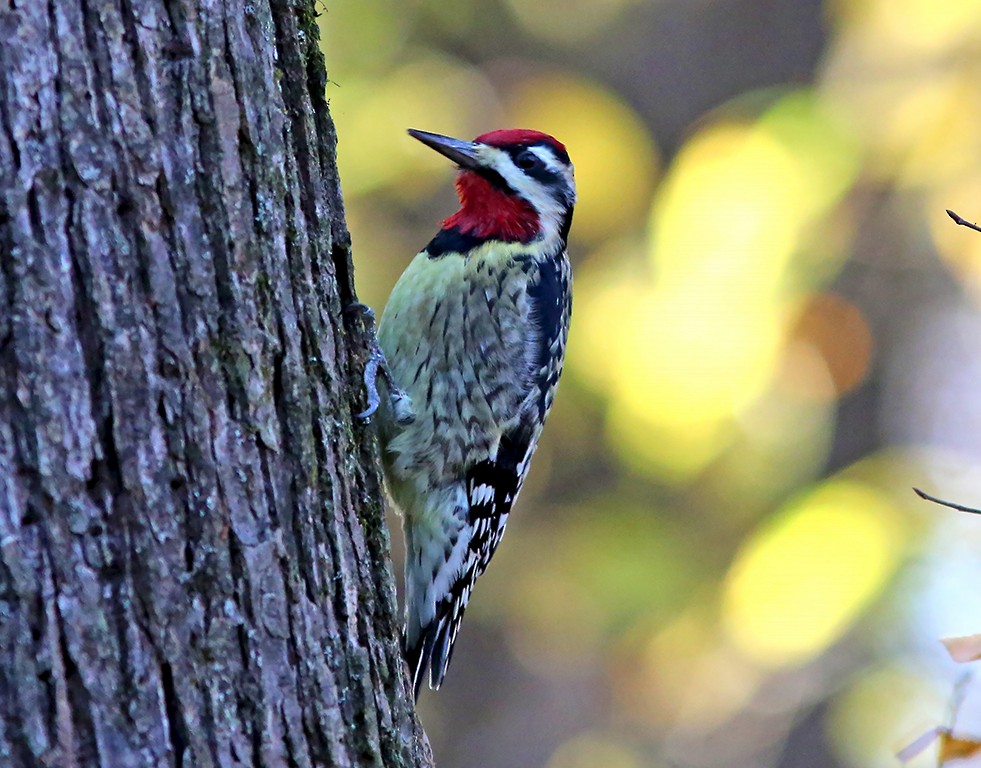 Yellow-bellied Sapsucker - ML391660401