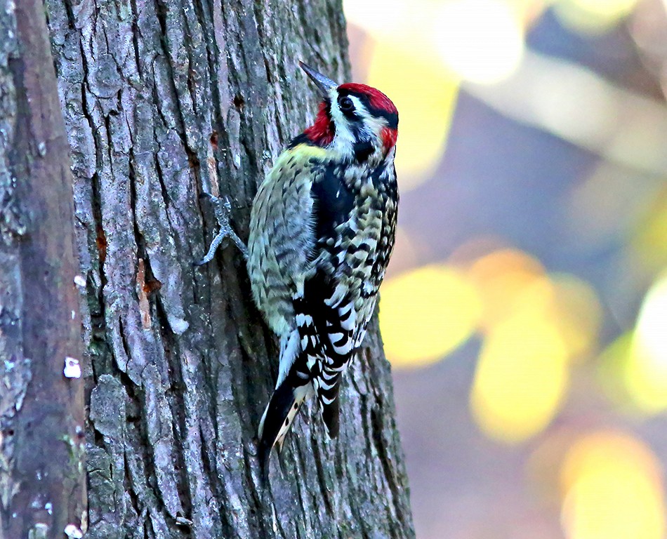 Yellow-bellied Sapsucker - ML391660501