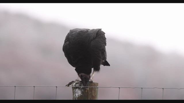 Black Vulture - ML391660551