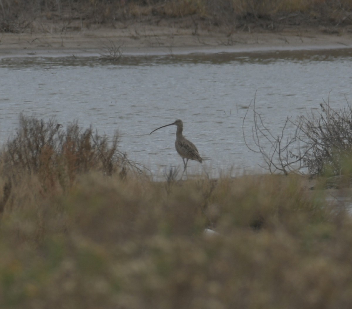 Long-billed Curlew - ML391660561