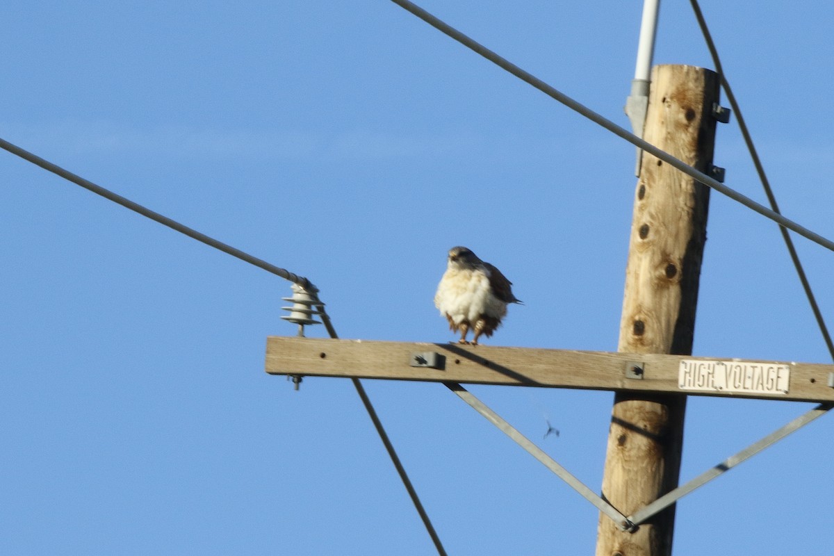 Ferruginous Hawk - ML391660811